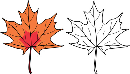 Fototapeta premium Coloring page with leaf of Norway maple or Acer platanoides isolated on white background
