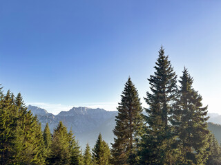 mountain view with tall pine trees against a clear blue sky. nature background. mountain landscape