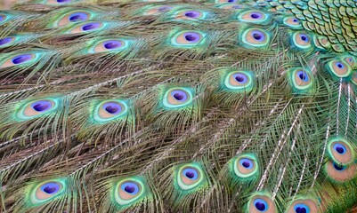 Peacock tail feather close up