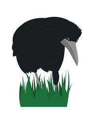 Vector illustration of a rook bird standing on green grass, black plumage, large beak isolated on white background