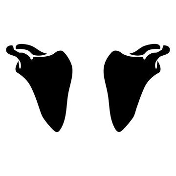 human scapula (shoulder blade)