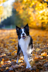 Portrait of a young purebred Border Collie dog in an autumn scenery