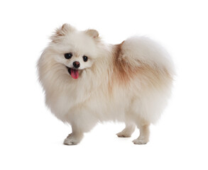 Obraz premium Cute fluffy Pomeranian dog on white background