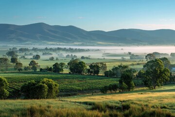 Obraz premium Serene Yarra Valley at Dawn: Fog-Laden Fields and Lush Green Countryside Landscape
