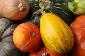 Many fresh pumpkins as background, above view. Gourd family