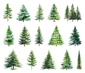 Obraz premium Watercolor evergreen tree illustrations