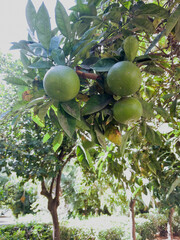 Three green, unripe citrus fruits hang from a leafy tree branch under bright sunlight, with blurred foliage in the background.