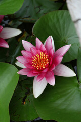 A vibrant pink water lily with a yellow center blooms amidst dark green lily pads on a calm pond surface.