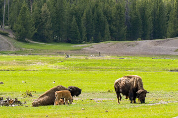 Bison and calves in Yellowstone National Park