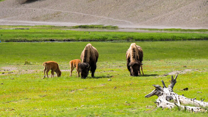 Bison and calves in Yellowstonem National Park