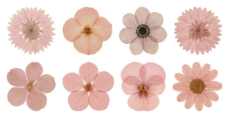 Fototapeta premium Delicate pink floral collection