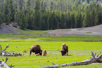 Bison and calves in Yellowstone National Park