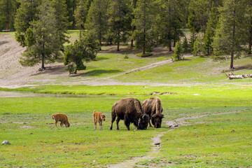 Bison and claves in Yellowstone National Park