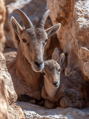 Fototapeta premium A young ibex rests near a large ibex on a rock