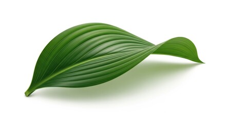 Single green leaf isolated on transparent background