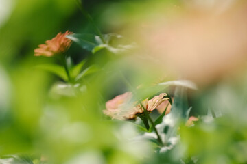 Zinnia flower blooms in garden with shallow depth of field and dreamy green blur.
