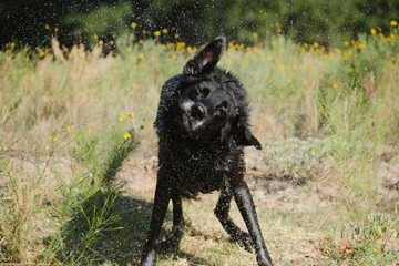 Black dog shaking off water closeup in nature.