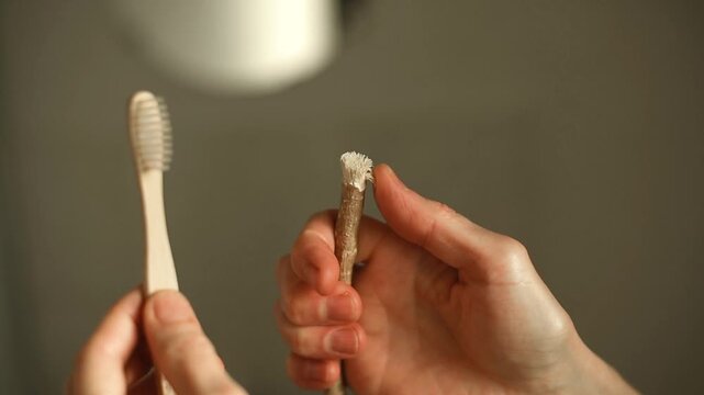 Older woman's hands demonstrate the natural bristle texture of a Miswak stick (Salvadora persica) alongside a wooden toothbrush, highlighting its unique qualities for eco-friendly dental care.
