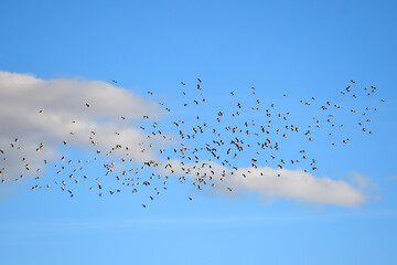 a flock of storks migrating to another country12