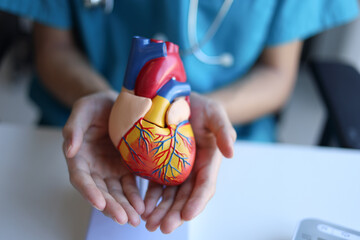Doctor using heart model to explain blood flows direction.