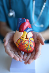 Doctor using heart model to explain blood flows direction.