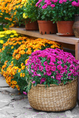 Rows of yellow, orange and pink blooming chrysanthemum flowers in pots and wicker basket in wooden greenhouse shelves during autumn season. Gardeing hobby, plant breeding, decorative garden