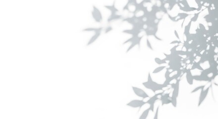 Shadow of leaves on white background isolated on transparent background