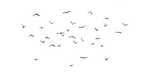 Flying birds silhouette flock. hand drawing. Not AI. Vector illustration