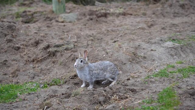 Small wild gray rabbit foraging for food on dry, disturbed dirt and patchy grass ground outdoors. Animal behavior in natural environment