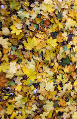 A vertical photo for wallpaper or background with a solid layer of bright fallen leaves on the ground  
