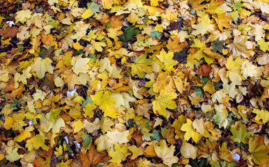 A multitude of colorful fallen autumn leaves cover the ground stock photo for season backdrop 
