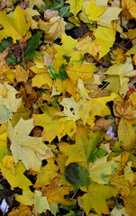 Fallen leaves of various shapes and sizes cover a vertical image for autumn backgrounds or seasonal wallpapers