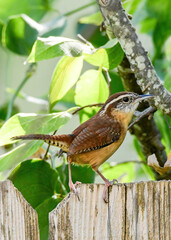 A Carolina Wren perched on a garden fence.