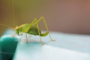 spotted grasshopper, close-up of female imago