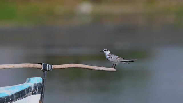 A species of tern perched on the wooden mast of a boat at the water's edge. Bird portrait.