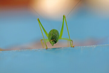 spotted grasshopper, close-up of female imago