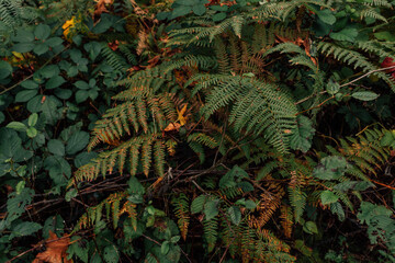 green ferns in the autumn forest