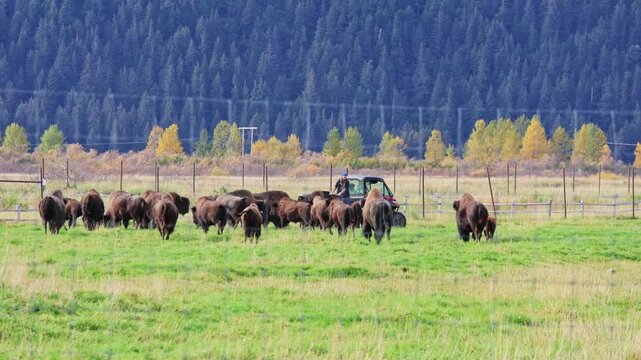 Herd of bisons grazing with caretaker in Anchorage, Alaska nature reserve. Scenic fall landscape with bisons grazing in Alaska rehabilitation center in Chugach National Park. Eco-projects, 