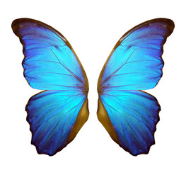 Wings of a butterfly Morpho. Morpho butterfly wings isolated on a transparent background.