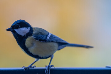 Elegant Great Tit Portrait with Colorful Bokeh