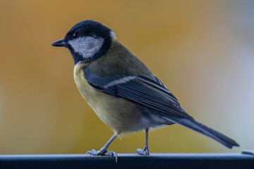 Obraz premium Elegant Great Tit Portrait with Colorful Bokeh