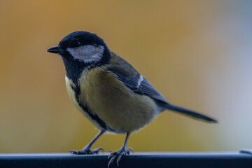Elegant Great Tit Portrait with Colorful Bokeh