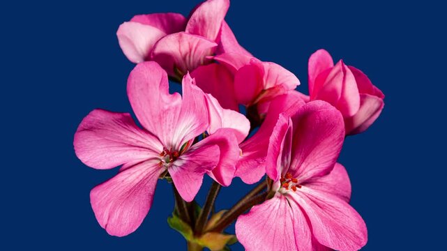 Pink Pelargonium Flowers Blooming in Time Lapse on a Blue Background. Beautiful Neon Geranium Blossoms