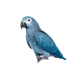 Fototapeta premium Blue Parrot with Vibrant Feathers Perched on a Branch. isolated on transparent background.