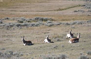 Four Pronghorns Resting