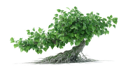 Obraz premium Green leafy tree with exposed roots isolated on transparent background