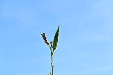 Okra Plant