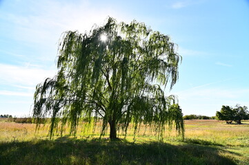 Weeping Willow Tree