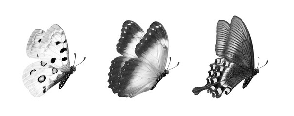 Set of tropical butterflies isolated on transparent background. flying butterflies black and white