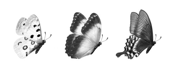 Set of tropical butterflies isolated on transparent background. flying butterflies black and white